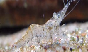 Ghost Shrimp