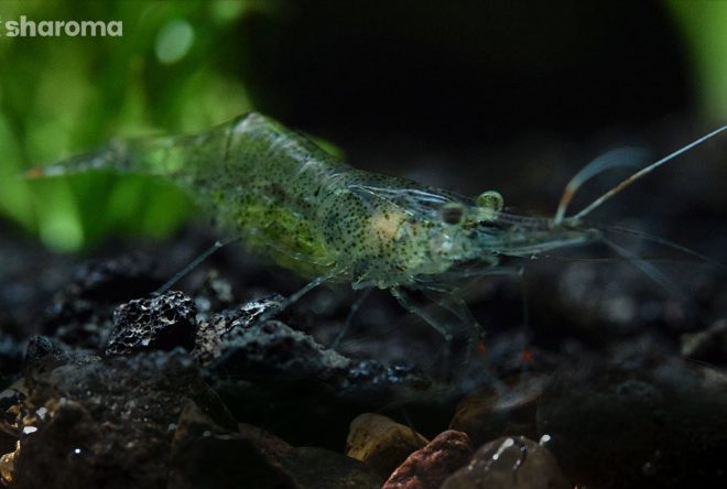 15 Best Algae Eaters for Your Aquarium