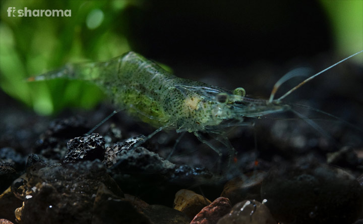 Best Algae Eaters for Your Aquarium