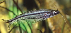 Glass Catfish