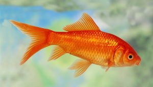 Gold Fish
