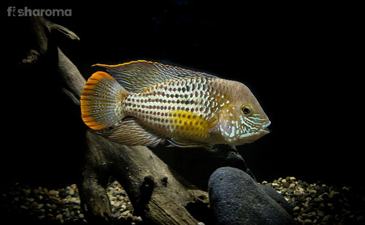 Green Cichlid In Its Aquarium
