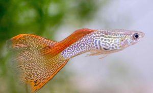 Guppy Fish