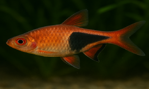Harlequin Rasbora fish