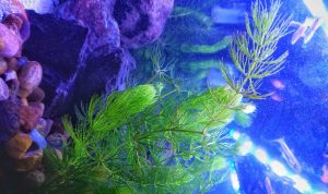 Hornwort