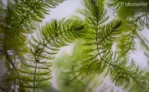 Hornwort: Care Guide for This Magnificent Aquatic Plant