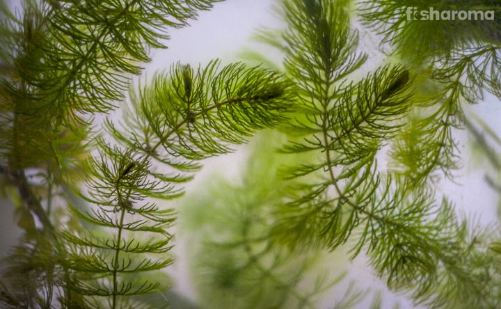 Hornwort - Aquarium Plant