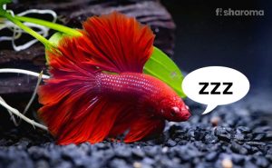 How Do Fish Sleep and Manage to Take Rest?