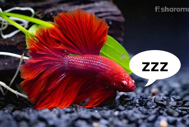 How Do Fish Sleep and Manage to Take Rest?