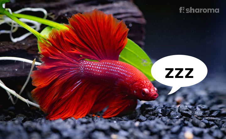Fish Sleep and Manage