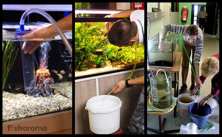 How to Clean a Fish Tank in Simple DIY Steps