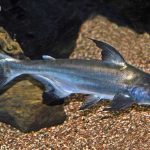 Iridescent Shark – The Complete Care Guide of This Shinning Pet Fish