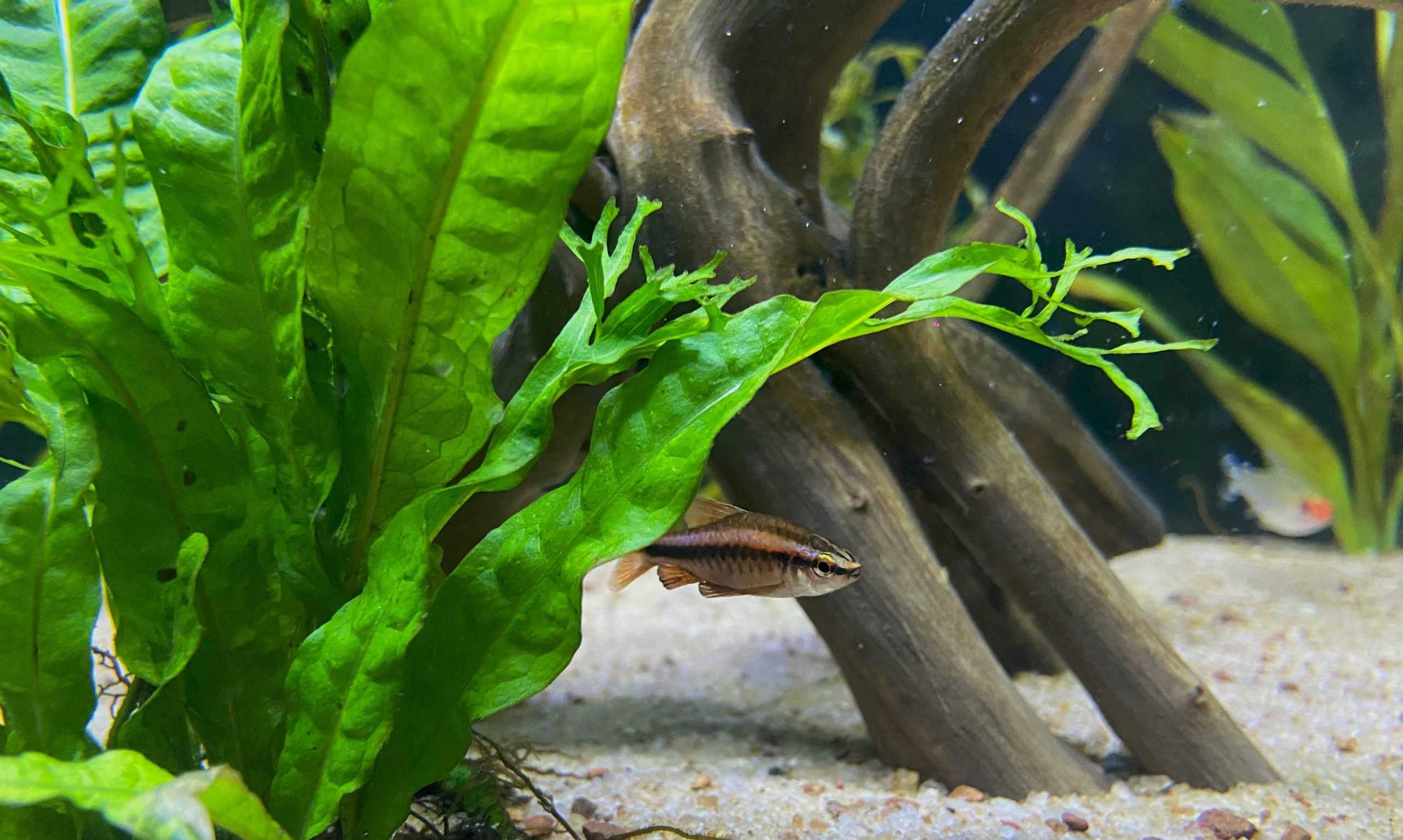 Java Fern