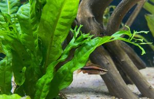 Java Fern