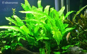 Java Fern – The Complete Care Guide to Take Care of the Plant