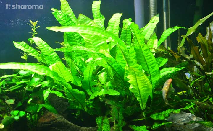 Java Fern Plant - Freshwater plant for Aquarium