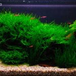 Java Moss Complete Care Guide – Propagation, Growth, and Benefits of the Plant