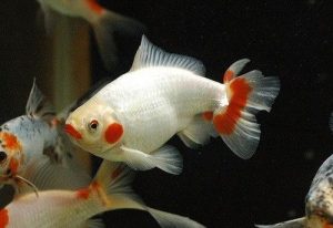 Jikin Goldfish