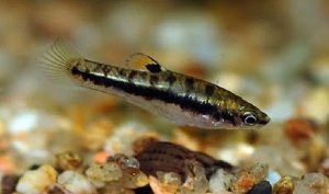 Least Killifish
