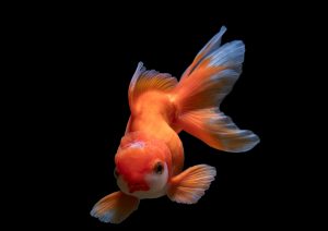 Lionhead Goldfish