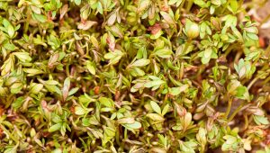 Ludwigia Repens