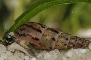 Malaysian Trumpet Snail