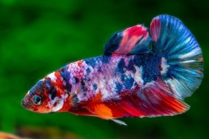Marble Betta Fish