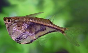 Marble Hatchet Fish