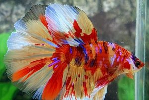 Multicolored Betta Fish