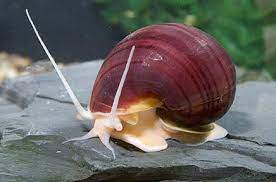 Mystery Apple Snail