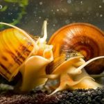 Mystery Snail: Detailed Guide on Care, Diet, Breeding and Others