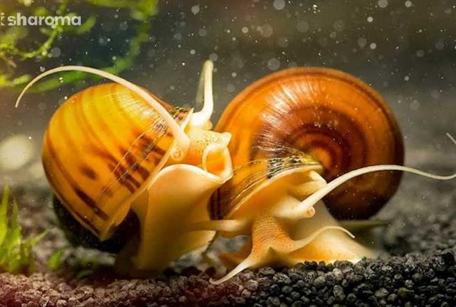 Mystery Snail: Detailed Guide on Care, Diet, Breeding and Others