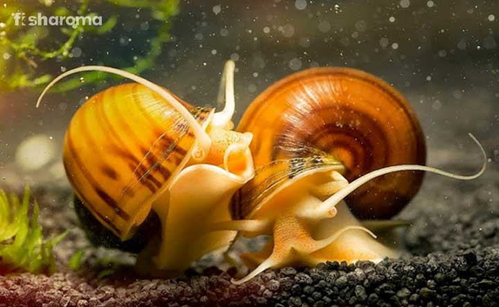 Two Mystery Snails on substrates