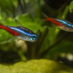 Neon Tetra – Ultimate Care Guide for Your Multi-Colored Buddy