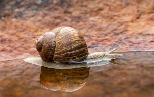 Nerite Snail
