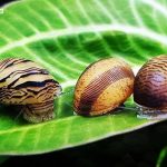 Nerite Snails: An Important Care Guide To These Beautiful Tank Cleaners
