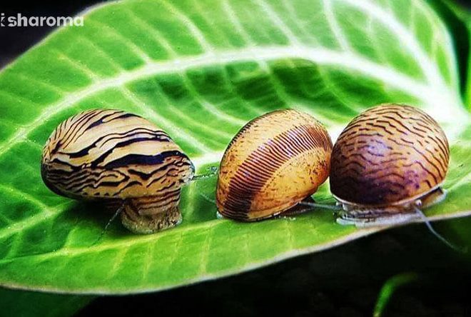 Nerite Snails: An Important Care Guide To These Beautiful Tank Cleaners