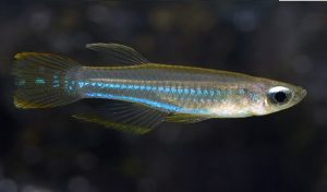 Norman’s Lampeye Killifish
