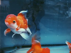 Oranda Goldfish