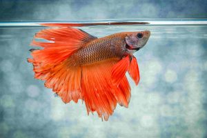 Orange Betta Fish