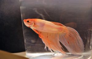 Orange Dalmatian Betta Fish