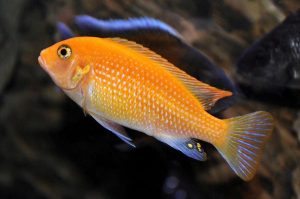 Orange Zebra Cichlid