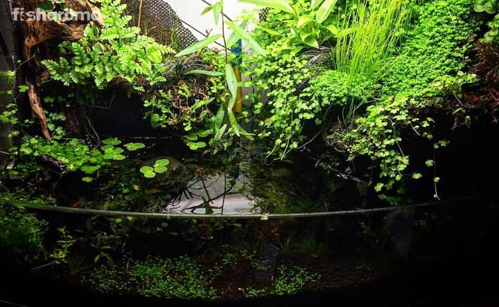 Paludarium – Complete Guide to Set Up and Clean this Multi-Dweller’s Tank