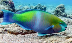 Parrot Fish