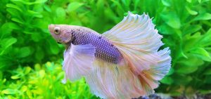 Pastel Betta Fish