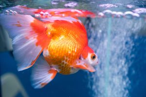 Pearlscale Goldfish