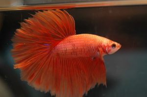 Piebald Betta Fish
