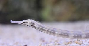 Pipefish