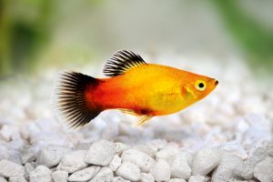 Platy Fish