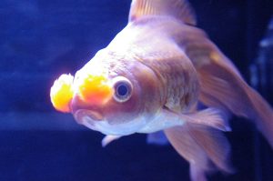 Pom-Pom Goldfish